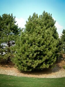 Сосна Чёрная (Pinus Nigra) купить по цене от 270.00р. в интернет-магазине «Посадика» с доставкой почтой в в Торжоке и по всей России – [изображение №1].