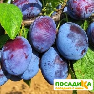 Слива Чачакская ранняя купить по цене от 229.00р. в интернет-магазине «Посадика» с доставкой почтой в в Торжоке и по всей России – [изображение №1].