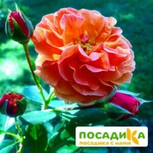 Роза Арабия купить по цене от 350.00р. в интернет-магазине «Посадика» с доставкой почтой в в Торжоке и по всей России – [изображение №1].