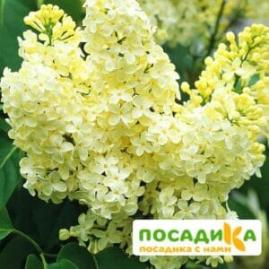 Сирень Примроуз (Primrose) купить по цене от 529.00р. в интернет-магазине «Посадика» с доставкой почтой в в Торжоке и по всей России – [изображение №1].