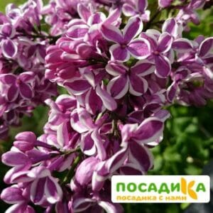 Сирень Сенсация купить по цене от 529.00р. в интернет-магазине «Посадика» с доставкой почтой в в Торжоке и по всей России – [изображение №1].