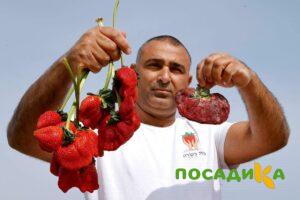 Клубника Гигант Джорнея купить по цене от 266р. в интернет-магазине «Посадика» с доставкой почтой в в Торжоке и по всей России – [изображение №1].