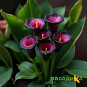 Калла Аура Лейс купить по цене от 400р. в интернет-магазине «Посадика» с доставкой почтой в в Торжоке и по всей России – [изображение №1].