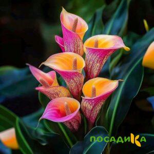 Калла Оникс купить по цене от 450р. в интернет-магазине «Посадика» с доставкой почтой в в Торжоке и по всей России – [изображение №1].