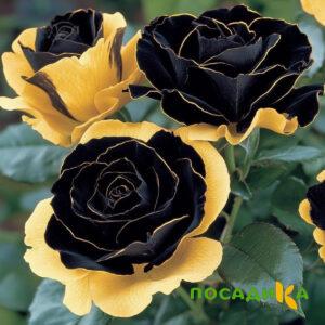 Роза Ханни Сикл купить по цене от 700р. в интернет-магазине «Посадика» с доставкой почтой в в Торжоке и по всей России – [изображение №1].