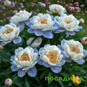 Пион акварельный Этюд купить по цене от 806р. в интернет-магазине «Посадика» с доставкой почтой в в Торжоке и по всей России – [изображение №1].