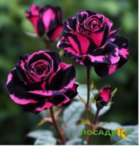 Роза Багровый Шепот купить по цене от 366р. в интернет-магазине «Посадика» с доставкой почтой в в Торжоке и по всей России – [изображение №1].
