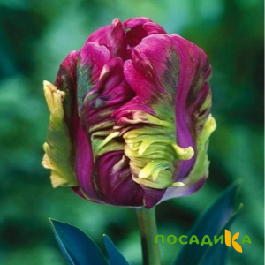 Тюльпан Экзотик Хэвен купить по цене от 186р. в интернет-магазине «Посадика» с доставкой почтой в в Торжоке и по всей России – [изображение №1].