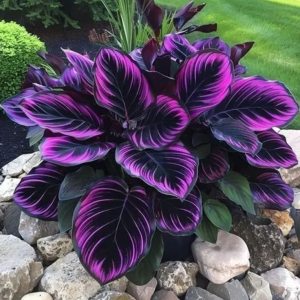 Хоста Люминоза купить по цене от 450р. в интернет-магазине «Посадика» с доставкой почтой в в Торжоке и по всей России – [изображение №1].