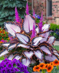 Хоста Кримэн Дрим купить по цене от 549р. в интернет-магазине «Посадика» с доставкой почтой в в Торжоке и по всей России – [изображение №1].