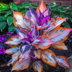 Хоста Эмеральд Тиара купить по цене от 602р. в интернет-магазине «Посадика» с доставкой почтой в в Торжоке и по всей России – [изображение №1].