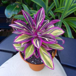 Хоста Сильвер Стик купить по цене от 650р. в интернет-магазине «Посадика» с доставкой почтой в в Торжоке и по всей России – [изображение №1].