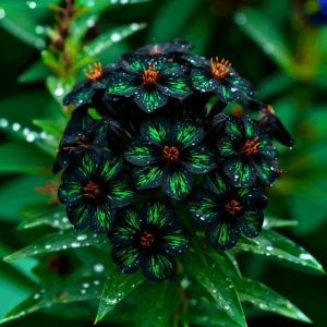 Флокс Ривьера купить по цене от 299р. в интернет-магазине «Посадика» с доставкой почтой в в Торжоке и по всей России – [изображение №1].