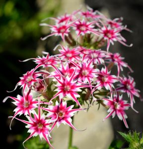 Флокс Метельчатый Путь купить по цене от 456р. в интернет-магазине «Посадика» с доставкой почтой в в Торжоке и по всей России – [изображение №1].