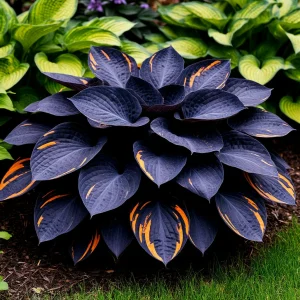 Хоста Умбра купить по цене от 349р. в интернет-магазине «Посадика» с доставкой почтой в в Торжоке и по всей России – [изображение №1].