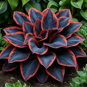 Хоста Солнечный Агат купить по цене от 440р. в интернет-магазине «Посадика» с доставкой почтой в в Торжоке и по всей России – [изображение №1].