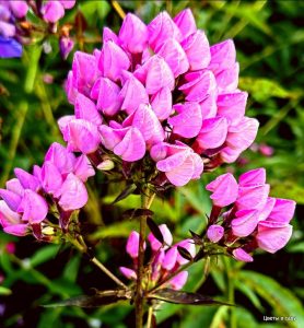 Флокс Бутоник купить по цене от 461р. в интернет-магазине «Посадика» с доставкой почтой в в Торжоке и по всей России – [изображение №1].