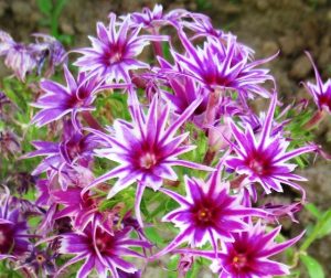 Флокс Звездное Кружево купить по цене от 361р. в интернет-магазине «Посадика» с доставкой почтой в в Торжоке и по всей России – [изображение №1].