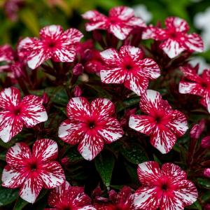 Флокс Ливер Гриммер купить по цене от 590р. в интернет-магазине «Посадика» с доставкой почтой в в Торжоке и по всей России – [изображение №1].