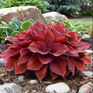 Хоста Малыш Шедевр купить по цене от 421р. в интернет-магазине «Посадика» с доставкой почтой в в Торжоке и по всей России – [изображение №1].