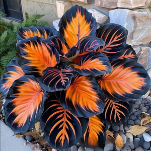 Хоста Сикрет Форест купить по цене от 601р. в интернет-магазине «Посадика» с доставкой почтой в в Торжоке и по всей России – [изображение №1].